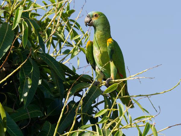 Blauwvoorhoofdamazone (Amazona aestiva)